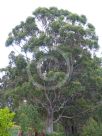 Eucalyptus obliqua