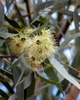 Eucalyptus occidentalis