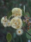 Eucalyptus orbifolia