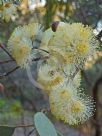 Eucalyptus orbifolia