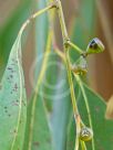 Eucalyptus ovata