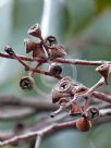 Eucalyptus ovata