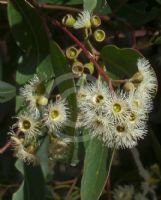 Eucalyptus paniculata