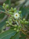 Eucalyptus paniculata