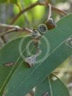 Eucalyptus paniculata