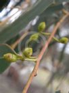 Eucalyptus pauciflora