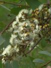 Corymbia peltata