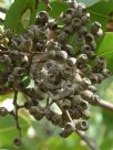 Corymbia peltata