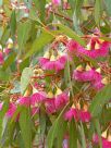 Eucalyptus petiolaris