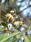 Eucalyptus pilularis