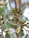 Eucalyptus pilularis