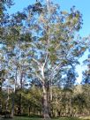 Eucalyptus pilularis