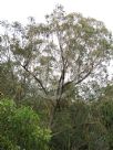 Eucalyptus piperita