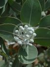 Eucalyptus pleurocarpa