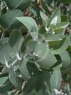 Eucalyptus pleurocarpa