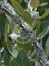 Eucalyptus pleurocarpa