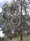 Eucalyptus polyanthemos