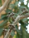 Eucalyptus propinqua