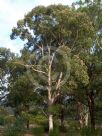 Eucalyptus propinqua