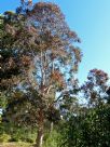 Eucalyptus propinqua