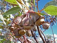 Eucalyptus pyriformis