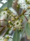 Eucalyptus racemosa