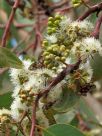 Eucalyptus racemosa