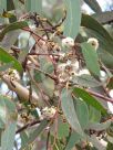 Eucalyptus racemosa