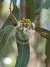 Eucalyptus racemosa