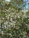 Eucalyptus racemosa