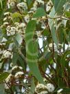 Eucalyptus racemosa