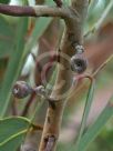 Eucalyptus racemosa