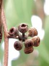 Eucalyptus racemosa