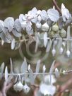 Eucalyptus rhodantha