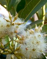 Eucalyptus robusta