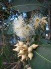 Eucalyptus robusta