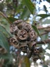 Eucalyptus robusta