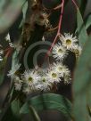 Eucalyptus rossii