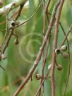 Eucalyptus rudis