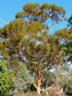 Eucalyptus salmonophloia