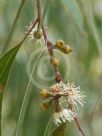 Eucalyptus scoparia