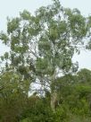 Eucalyptus scoparia