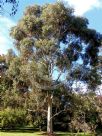 Eucalyptus scoparia