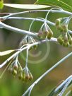 Eucalyptus sepulcralis