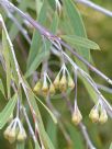 Eucalyptus sepulcralis