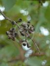 Eucalyptus shirleyi