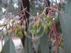 Eucalyptus sideroxylon sideroxylon