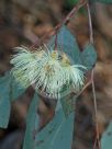 Eucalyptus sideroxylon sideroxylon