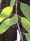 Eucalyptus sideroxylon sideroxylon