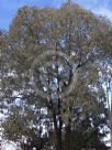 Eucalyptus sideroxylon sideroxylon